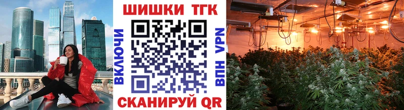 Канабис планчик Стародуб
